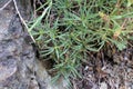 Dianthus pinifolius - Wild plant shot in the spring