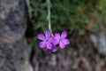 Dianthus pinifolius - Wild plant shot in the spring