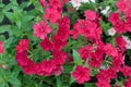 Dianthus pink flowers in summer garden closeup