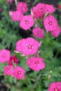 Dianthus pink flowers in summer garden closeup