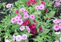 Dianthus pink flowers in summer garden closeup