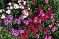 Dianthus pink flowers in summer garden closeup