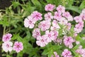 Dianthus pink flowers in summer garden closeup