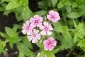 Dianthus pink flowers in summer garden closeup