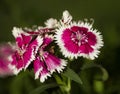 Dianthus or pinks, closeup of pink flowers with white frilly petals