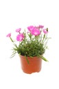 Dianthus plant in a pot Royalty Free Stock Photo