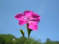 Dianthus seguieri on a blue sky background Royalty Free Stock Photo