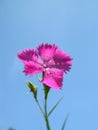 Dianthus seguieri on a blue sky background Royalty Free Stock Photo