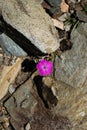 Dianthus seguieri Sequier`s Pink flower growing from the rocks, Montseny natural park Royalty Free Stock Photo