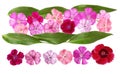 Dianthus Set