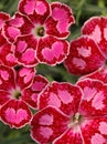 Dianthus Spotty