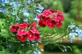 Dianthus. Sweet William. Carnation