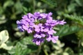 Dianthus. Sweet William. Carnation