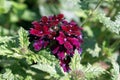 Dianthus. Sweet William. Carnation