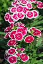 Dianthus, Sweet william Royalty Free Stock Photo