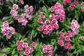 Dianthus, Sweet william Royalty Free Stock Photo