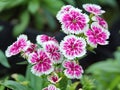 Dianthus, Sweet william Royalty Free Stock Photo