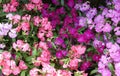 Dianthus. Sweet William. Pink. carnation