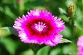Dianthus temperate flower