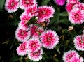 Dianthus `White Fire`, F1 hybrid cultivar of D. chinensis x barbatus Royalty Free Stock Photo