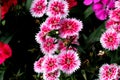 Dianthus `White Fire`, F1 hybrid cultivar of D. chinensis x barbatus Royalty Free Stock Photo