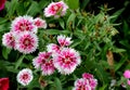 Dianthus `White Fire`, F1 hybrid cultivar of D. chinensis x barbatus Royalty Free Stock Photo