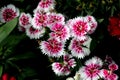 Dianthus `White Fire`, F1 hybrid cultivar of D. chinensis x barbatus Royalty Free Stock Photo
