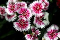 Dianthus `White Fire`, F1 hybrid cultivar of D. chinensis x barbatus Royalty Free Stock Photo