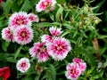 Dianthus `White Fire`, hybrid cultivar of D. chinensis x barbatus Royalty Free Stock Photo