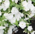 Dianthus white flowers in summer garden closeup