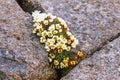 Diapensia lapponica growing in a rock crevice Royalty Free Stock Photo