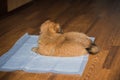 Pekingese dog at home. Little tiny pappy behavior Royalty Free Stock Photo