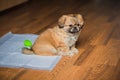 Pekingese dog at home. Little tiny pappy behavior Royalty Free Stock Photo