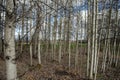 Diaphanous aspen grove