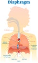 Diaphragm anatomical vector illustration diagram, educational medical scheme .