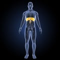 Diaphragm with circulatory system anterior view