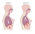 Human respiration Inhalation and Exhalation