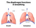 The diaphragm functions in breathing Royalty Free Stock Photo