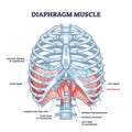 Diaphragm muscle as body ribcage dome muscular system outline diagram