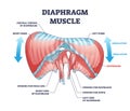 Diaphragm muscle with exhalation and inhalation movement outline diagram