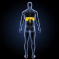 Diaphragm with skeleton posterior view