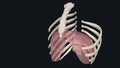 Diaphragmatic Part of Peritoneum .