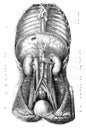 Diaphragmatic region in the old book D`Anatomie Chirurgicale, by B. Anger, 1869, Paris Royalty Free Stock Photo