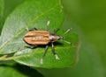 Diaprepes Root Weevil (Diaprepes abbreviatus) crawling on Yaupon Holly leaves in Houston, TX.