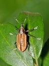 Diaprepes Root Weevil (Diaprepes abbreviatus) crawling on Yaupon Holly leaves in Houston, TX.