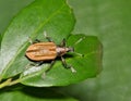 Diaprepes Root Weevil (Diaprepes abbreviatus) crawling on Yaupon Holly leaves in Houston, TX.