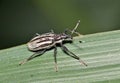 Diaprepes Root Weevil insect beetle on a leaf. Royalty Free Stock Photo