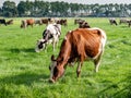 Diary cows grazing on green pasture in polder near Langweer, Friesland, Netherlands Royalty Free Stock Photo