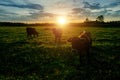 Diary cows grazing on idyllic valley at sunset Royalty Free Stock Photo