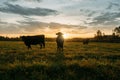 Diary cows grazing on idyllic valley at sunset Royalty Free Stock Photo